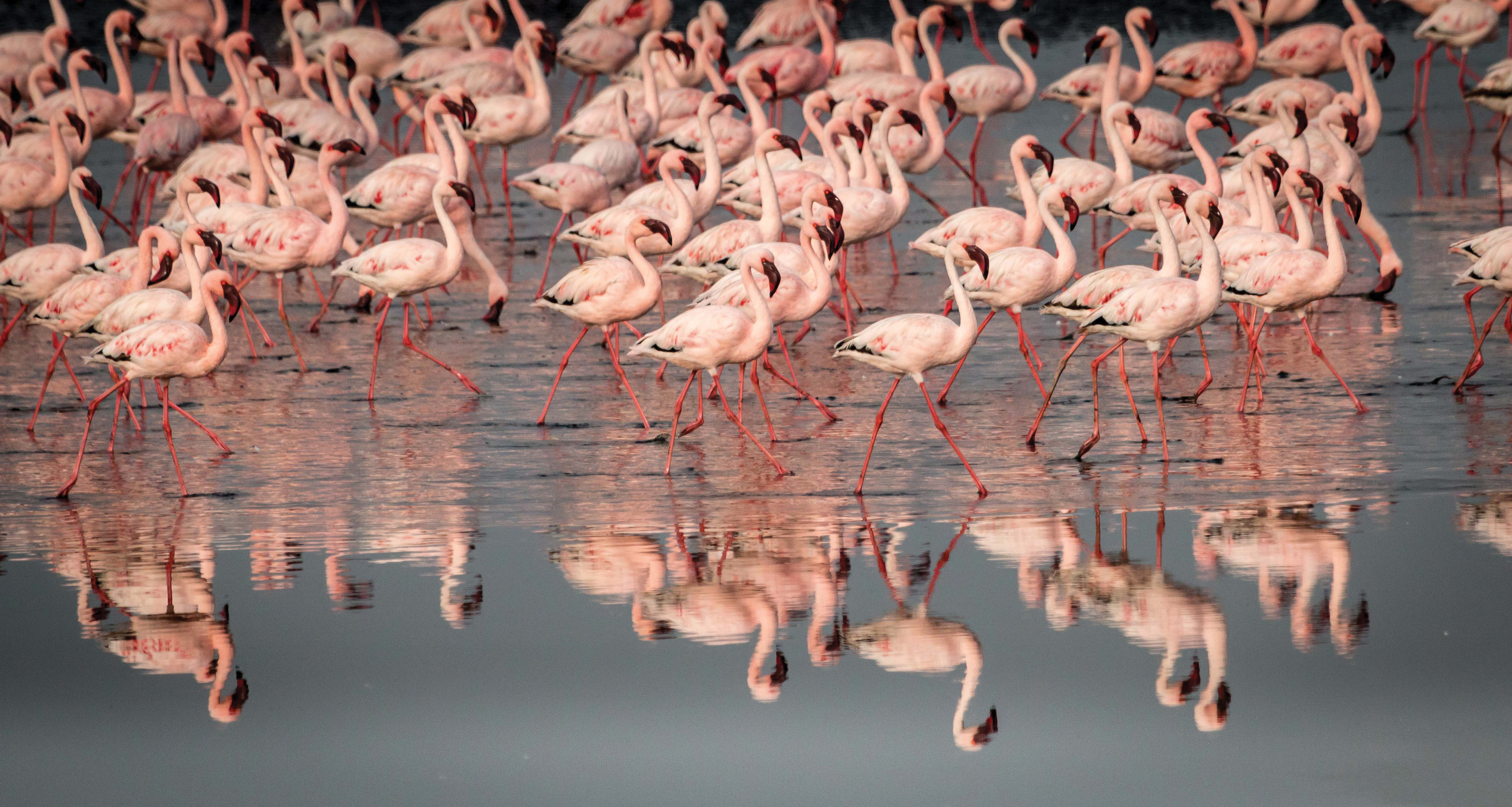 TB Flamingos Walvis Bay