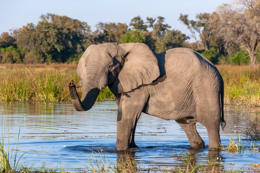 African Elephant – Okavango Delta – Botswana